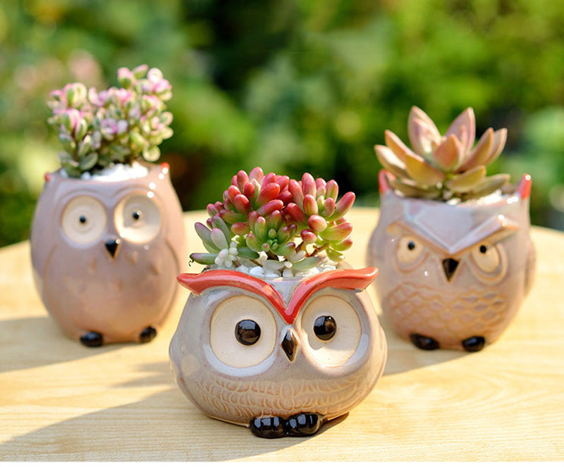 Hootiful Charm – Ceramic Owl Mini Flower Pot for Succulents & Cacti, Cute Décor for Home, Office, and Gifting 🦉🌱