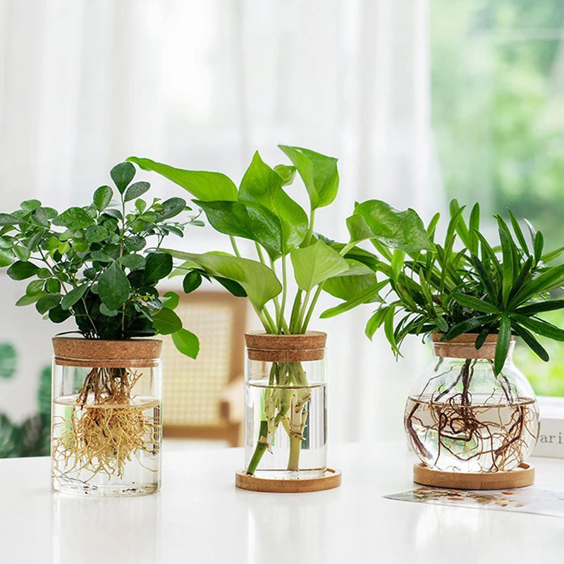 Mini Hydroponic Terrarium – Transparent Glass Vase for Soilless Green Plants, Perfect Home & Tabletop Décor 🌱✨