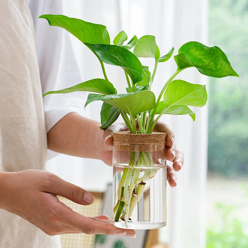 Mini Hydroponic Terrarium – Transparent Glass Vase for Soilless Green Plants, Perfect Home & Tabletop Décor 🌱✨